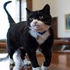 tellshannon815: (palmerston)