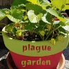 rachelmanija: Potted strawberry plant. Text: plague garden (Garden: Plague Garden)