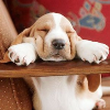 gadaboutdetective: (Pretzel Sleep)