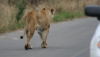 stuffnonsense: (lion)