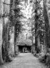 ehu: old cedars (Default)