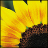 melusina: (Summer iikhushi86ii sunflower)