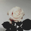 dray: (Rose - White)