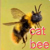 memnet: (cat bee)