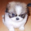 badassprodigy: (Grumpy Puppy)
