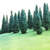 coniferous_mod: (blue)