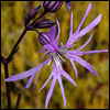 melusina: (Any flambeau ragged robin (flowers))