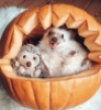 lamapups: (Default)