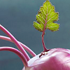 monksandbones: A photo of the top of a purple kohlrabi, with a backlit green leaf growing from it (veggie love now with more kohlrabi)