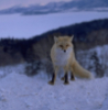 monitorscreen: (winter fox)