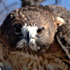 nothlit: (hawk  ➢ stare)