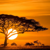 peoriapeoriawhereart: orange sun backlights tree (in Africa)