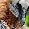 rain_in_sunshine: Photo of a very suave-looking lammergeier (bearded vulture). (unadorned)
