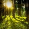 bemused_writer: Sunlight filters through deciduous trees (Sunshine Challenge)