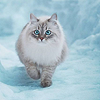 yuuago: (Cat - Winter fluff)