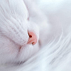 yuuago: (Cat - Doze)