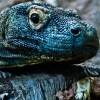 protectshisown: (Komodo dragon!)