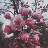 shipperslist: apple blossoms (fic writing)