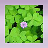 topaz119: (shamrock love)