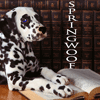 springwoof: Dalmatian puppy with books (reading)