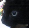 tinyjo: (Cassiecat)