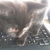 tinyjo: (computer cat)