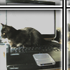 solhaken: (chat)
