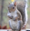 mediocrespells: (Squirrel)