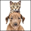ruvolea: Kitten at the top of a puppy's head (Dog and cat 01)