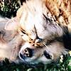 ruvolea: Cat rubbing head on puppy (Dog and cat 05)