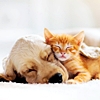 ruvolea: Dog and kitten sleeping (Dog and cat 06)