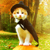 witchka: ((holiday) halloween ; witch kitty)