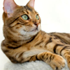 notjelly: (a cat is fine too)