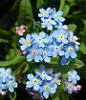 kathbad: (Forget-me-not)