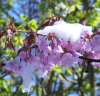 kathbad: (Snow on cherry blossom)