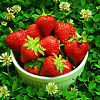 cuddyclothes: (strawberries)