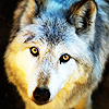 herewolf: (wolf - curious)