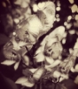 wayfarer_rye: Flowers in Sepia B&W (flowers)