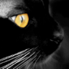 stormcloude: mrow! (blackcat)