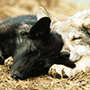 ragesagainsttheodds: (64 - Wolf - Snoozing)