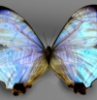 cdayzee: (butterfly2)