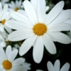 ext_16011: (Default)
