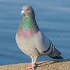 thepigeonismyconsort: A Pigeon (The Nameless End)