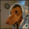 cyberpunkgrrl: A brown dog sits gazing off to the left white wrapped in a fluffy blue and white blanket around his head like a shawl (pic#14338160)
