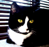 drglam: Face of black and white kitty (Del face)