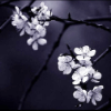 northlands: (night blooms)