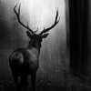 gentle_puck: ((stag) dark)