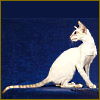 hat_and_dimples: (Cat -- golden snake)