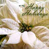 turlough: white poinsettia with the text "Happy Holidays" in a green cursive font ((winter) flower of the season)
