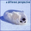 seal_girl: (Seal Perspective)